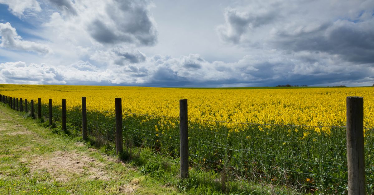 How to Repair Common Issues with Colourbond Fencing